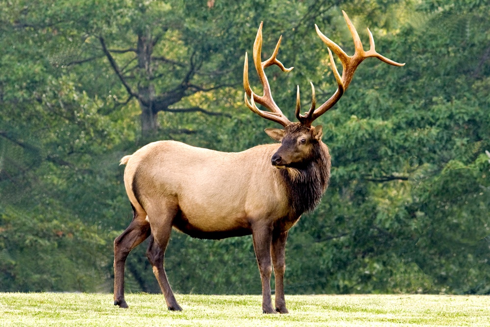 elk-meat-how-much-can-you-get-from-elk-hunting-hunting-radar