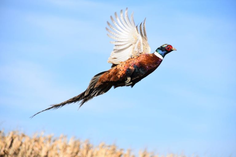 Appropriate Gear for Pheasant Hunting Hunting Radar