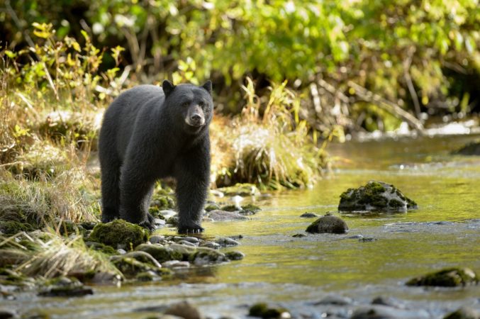 Bear Hunting Regulation: Is It Legal to Hunt A Bear? - Hunting Radar